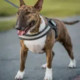 Bull Terrier - Photo 3
