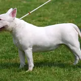Bull Terrier - Photo 4