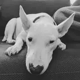 Bull Terrier - Photo 5