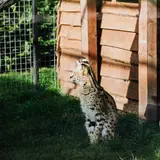 Savannah - Photo 3
