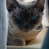 Devon Rex - Foto 2