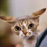 Devon Rex - Foto 3