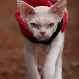 Devon Rex - Foto 4