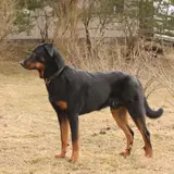 Beauceron - Photo 3