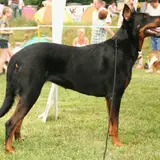 Beauceron - Photo 5