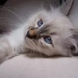 Birman - Photo 2