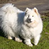 Samoyed - Photo 2