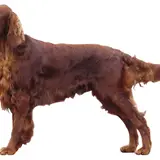 Setter Irlandese Rosso - Foto 2
