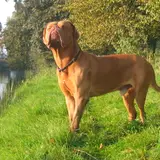 Dogue de Bordeaux - Photo 5