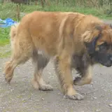 Leonberger - Photo 3