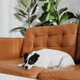 Parson Russell Terrier - Foto 3