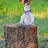 Parson Russell Terrier - Foto 4