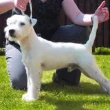 Parson Russell Terrier - Foto 2