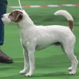 Parson Russell Terrier - Foto 5