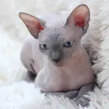 Sphynx - Foto 5