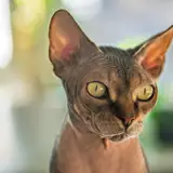 Sphynx - Foto 2