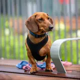 Dachshund - Photo 3