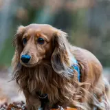 Dachshund - Photo 4