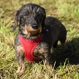 Dachshund - Photo 5