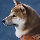 Shiba Inu - Foto 2