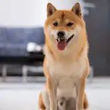 Shiba Inu - Foto 3