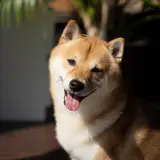 Shiba Inu - Foto 5