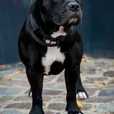 Staffordshire Bull Terrier - Photo 3