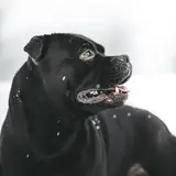 Staffordshire Bull Terrier - Photo 5