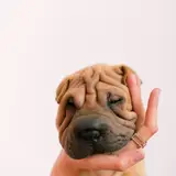 Shar-Pei - Photo 3