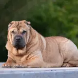 Shar-Pei - Photo 2