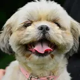 Shih Tzu - Photo 3