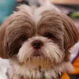Shih Tzu - Photo 4