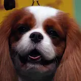 King Charles Spaniel - Photo 3