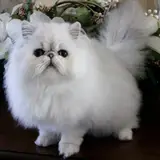 Persian - Photo 5