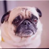 Carlino - Foto 3