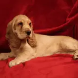 English Cocker Spaniel - Photo 2