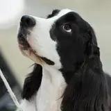 English Cocker Spaniel - Photo 3