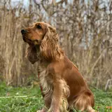 English Cocker Spaniel - Photo 5