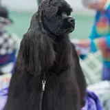 Cocker spaniel inglés - Foto 5