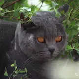 Chartreux - Foto 4