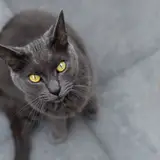 Chartreux - Foto 5