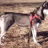 Siberian Husky - Photo 3