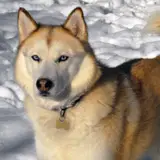 Siberian Husky - Photo 4