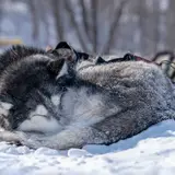 Siberian Husky - Foto 5