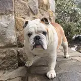 Bulldog Inglese - Foto 2