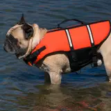 Bulldog Inglese - Foto 5