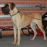 Great Dane - Photo 5