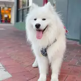 Samoyed - Photo 5