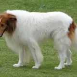 Rough Collie - Photo 3