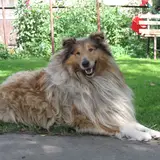 Rough Collie - Photo 4